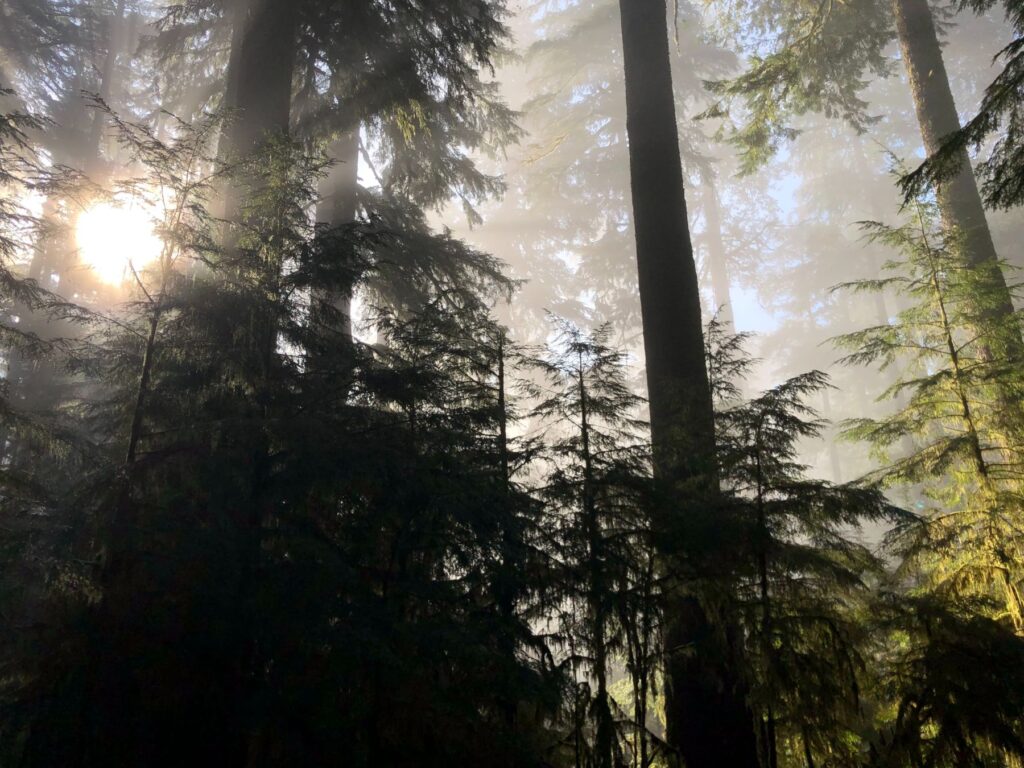 sun rays passing through the forest